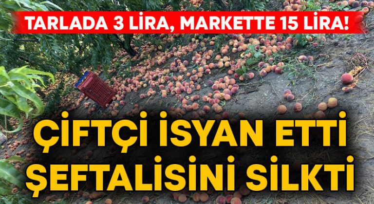 Tarlada 3 lira, markette 15 lira! Çiftçi isyan etti şeftalisini silkti