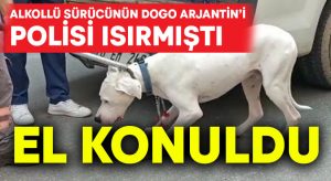 Alkollü sürücünün polisi ısıran Dogo Arjantin cinsi köpeğine el konuldu