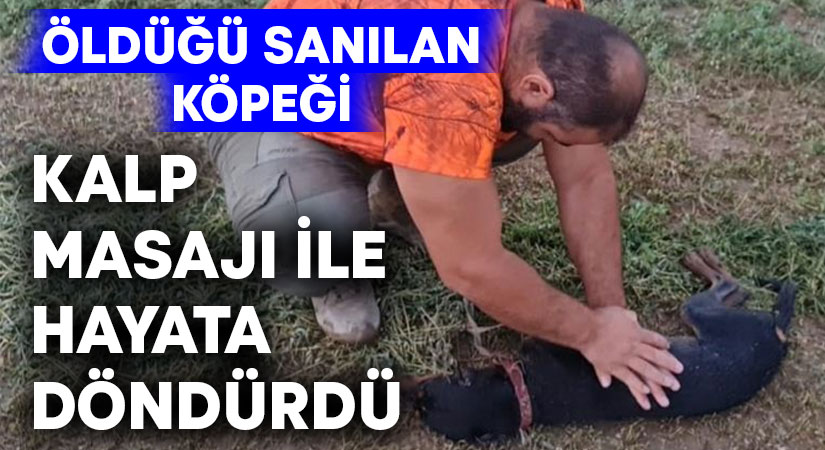 Domuz avcısı, öldü sandığı köpeğini kalp masajı ile hayata döndürdü