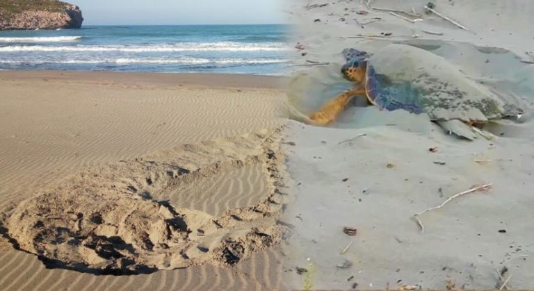 Kaplumbağaların varlığı deniz suyunun temiz olduğunu gösteriyor