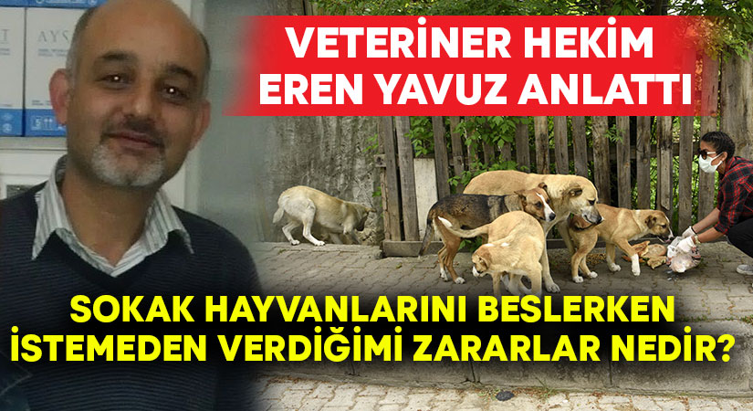 Sokak hayvanlarını beslerken istemeden nasıl zarar veriyoruz?