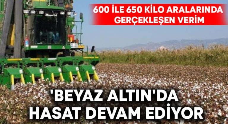 ‘Beyaz altın’da hasat devam ediyor