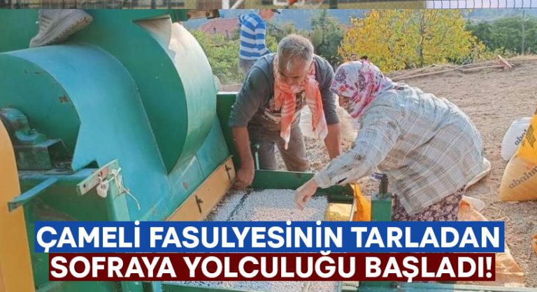 Çameli fasulyesinin tarladan sofraya yolculuğu başladı!