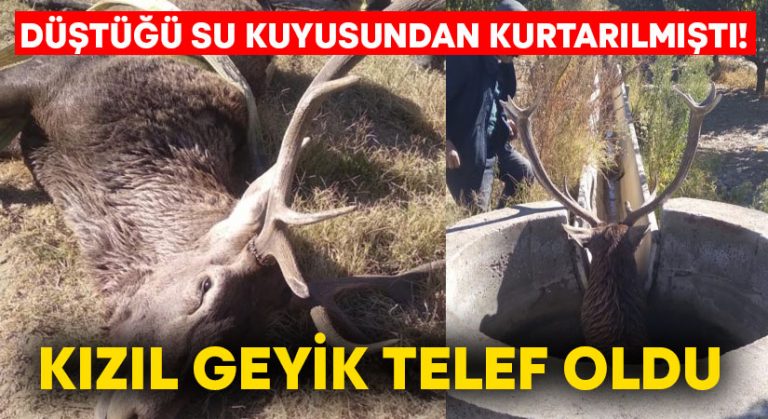 Düştüğü su kuyusundan kurtarılmıştı! Kızıl geyik telef oldu