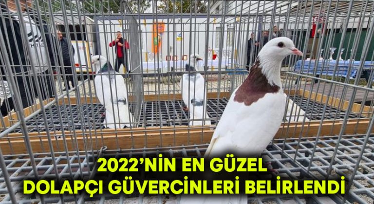 2022’nin en güzel dolapçı güvercinleri belirlendi