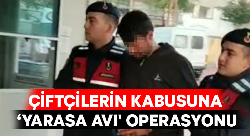 Çiftçilerin kabusu ‘Yarasa avı’ operasyonu ile yakalandı