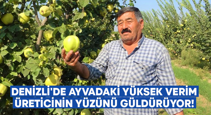 Denizli’de ayvadaki yüksek verim üreticinin yüzünü güldürüyor!