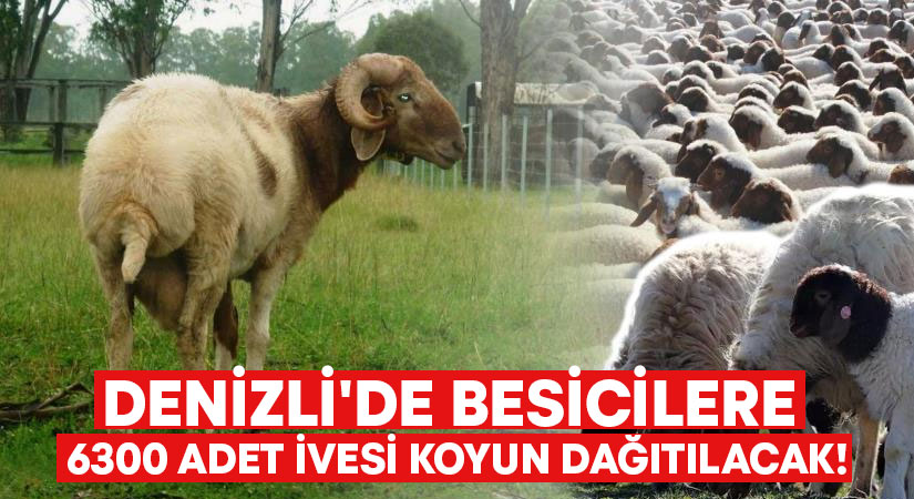 Denizli’de besicilere 6300 adet İvesi koyun dağıtılacak!