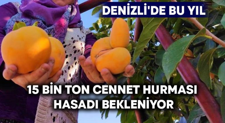 Denizli’de bu yıl 15 bin ton cennet hurması hasadı bekleniyor