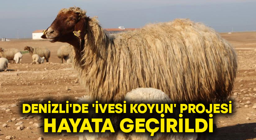 Denizli’de ‘İvesi koyun’ projesi hayata geçirildi