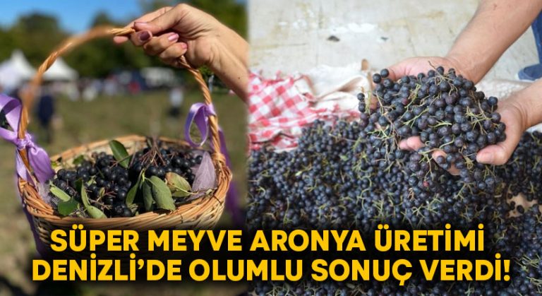 Süper meyve aronya üretimi Denizli’de olumlu sonuç verdi!