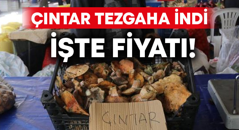 Çıntar tezgaha indi.. İşte fiyatı!