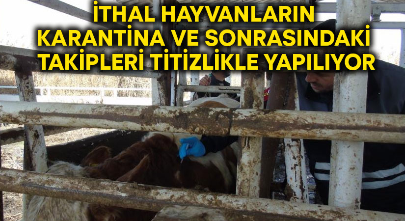 İthal hayvanların karantina ve sonrasındaki takipleri titizlikle yapılıyor!