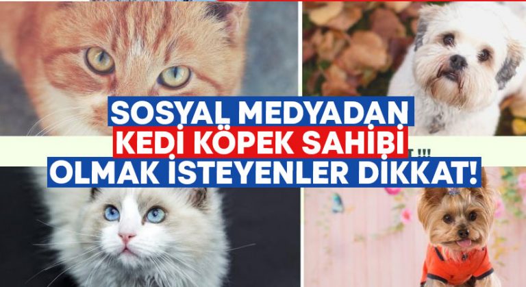 Sosyal medyadan kedi köpek sahibi olmak isteyenler dikkat!