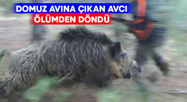 Yaban domuzunun saldırısına uğrayan avcı ölümden döndü