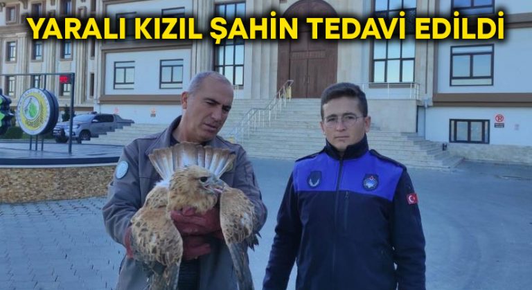 Yaralı kızıl şahin tedavi edildi