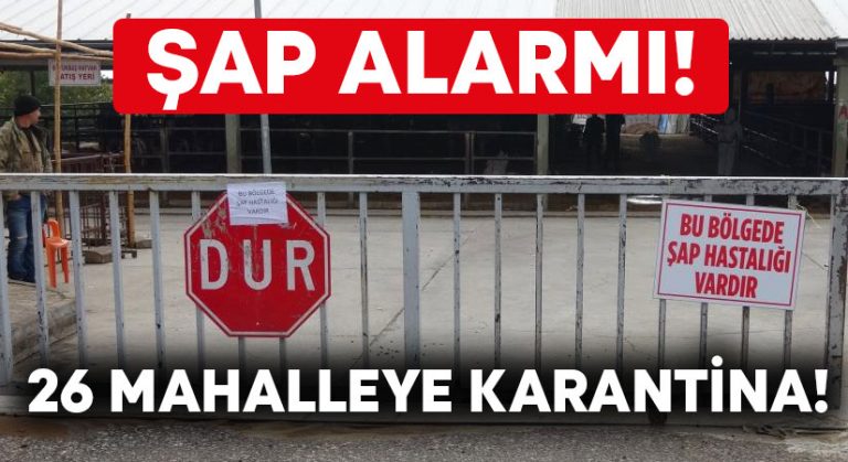 Acıpayam’da şap alarmı! 26 mahalleye hayvan giriş çıkış yasaklandı