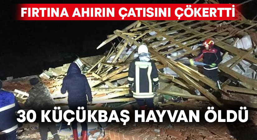 Çatısı çöken ahırda 30’a yakın küçükbaş hayvan öldü