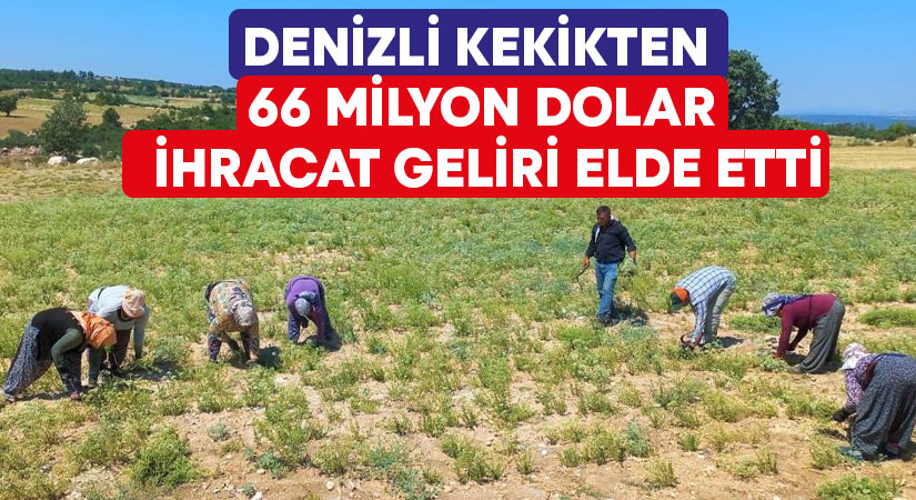 Denizli kekikten 66 milyon dolar ihracat geliri elde etti