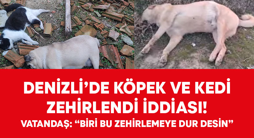 Denizli’de köpek ve kedi zehirlendi iddiası!