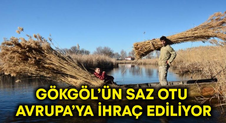 Gökgöl’ün saz otu Avrupa’ya ihraç ediliyor