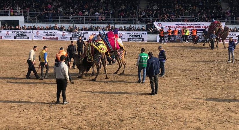 Şampiyon develer sahneye çıktı