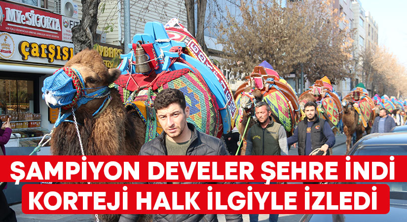 Şampiyon develer şehre indi