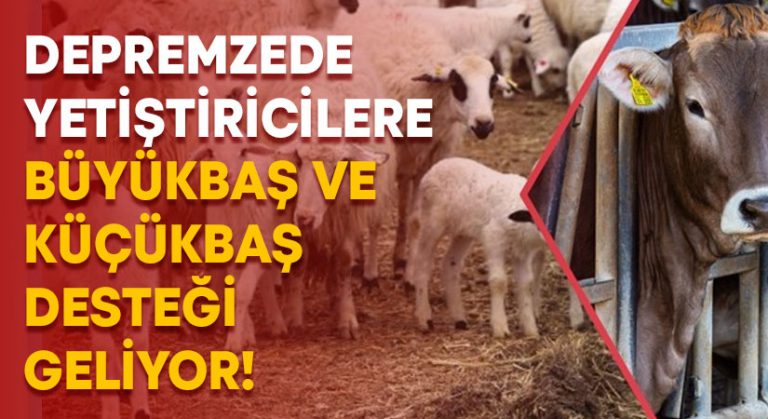 Depremzede yetiştiricilere büyük ve küçükbaş desteği geliyor!