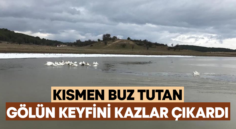 Gölün keyfini kazlar çıkardı