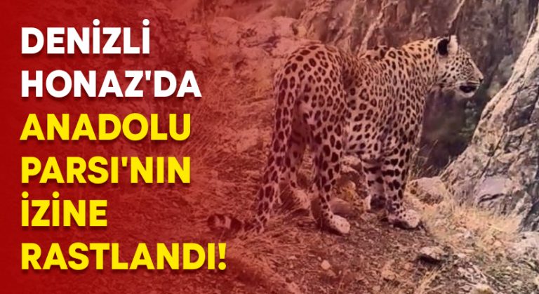 Denizli Honaz’da Anadolu Parsı’nın izine rastlandı!