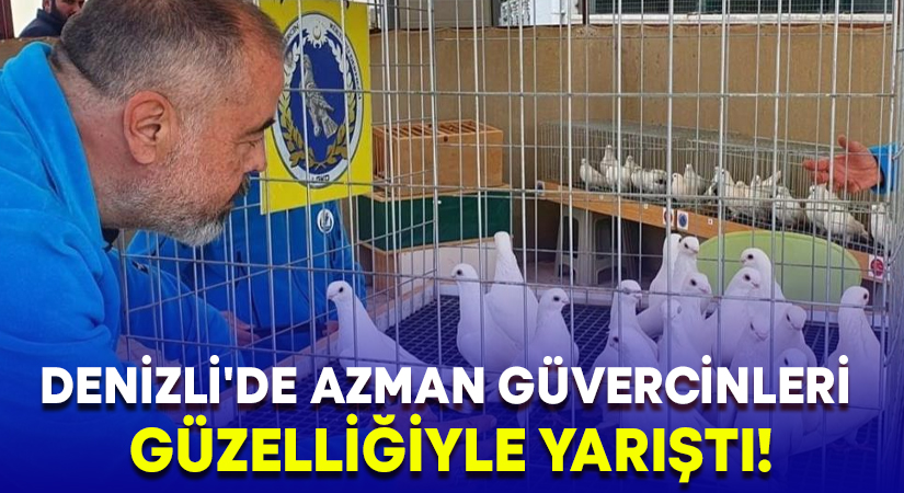 Denizli’de azman güvercinleri güzelliğiyle yarıştı!