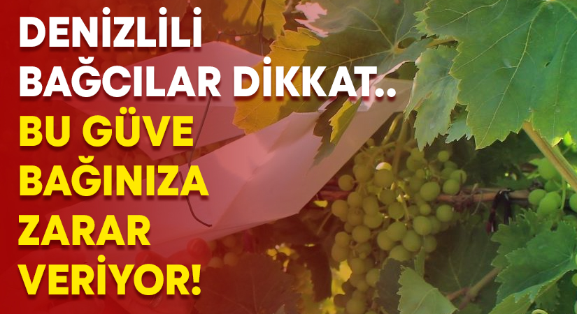 Denizlili bağcılar dikkat.. Bu güve bağınıza zarar veriyor!