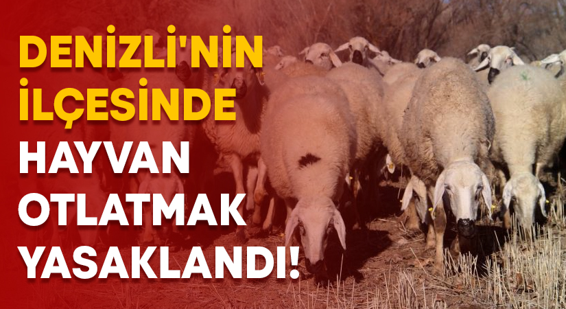 Denizli’nin ilçesinde hayvan otlatmak yasaklandı!