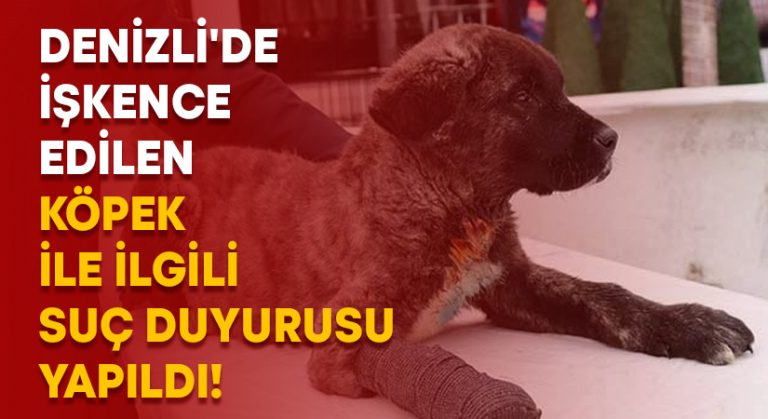 Denizli’de işkence edilen köpek ile ilgili suç duyurusu yapıldı!