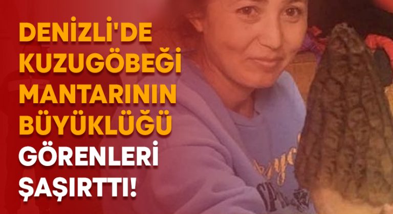 Denizli’de Kuzugöbeği mantarının büyüklüğü görenleri şaşırttı!