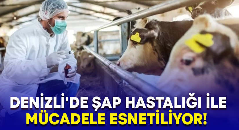  Denizli’de şap hastalığı ile mücadele esnetiliyor!