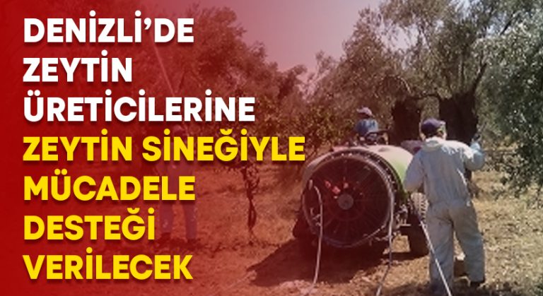 Denizli’de zeytin üreticilerine zeytin sineğiyle mücadele desteği verilecek