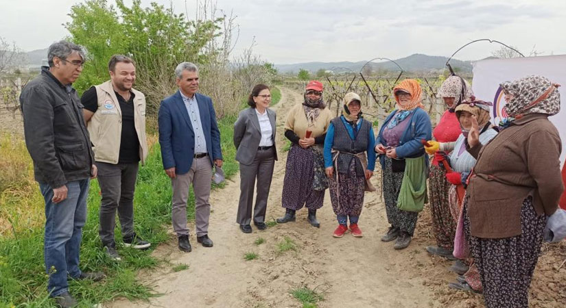 Denizli’nin bağlarında salkım güvesiyle mücadele sürüyor