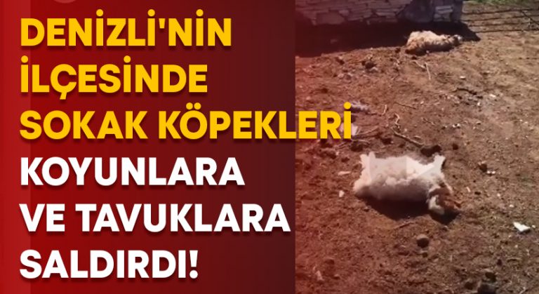 Denizli’nin ilçesinde sokak köpekleri koyunlara ve tavuklara saldırdı!