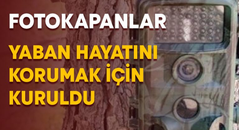 Fotokapanlar yaban hayatını korumak için kuruldu