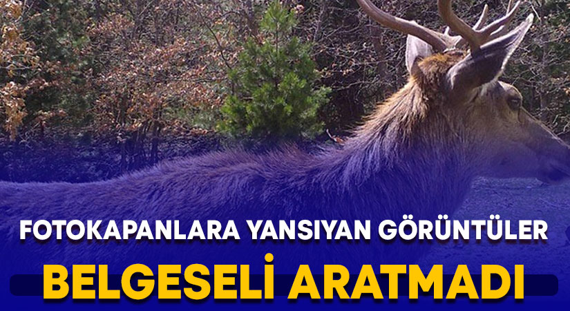 Fotokapanlara yansıyan görüntüler belgeseli aratmadı