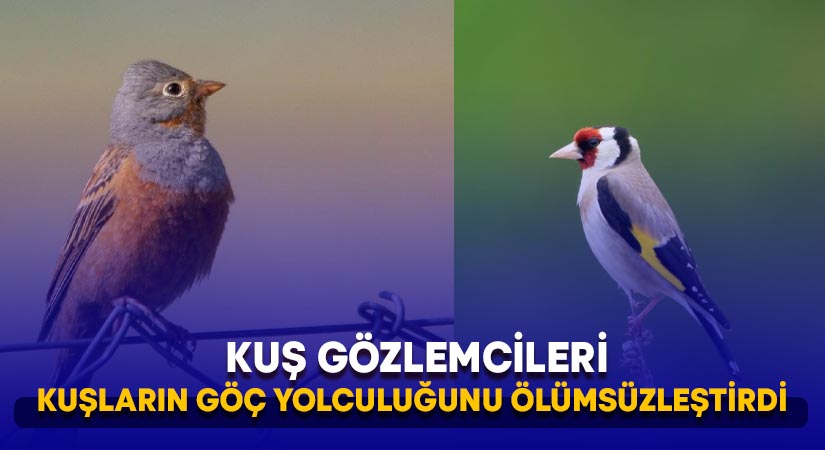 Kuş gözlemcileri kuşların göç yolculuğunu ölümsüzleştirdi