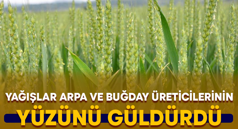 Yağışlar arpa ve buğday üreticilerinin yüzünü güldürdü