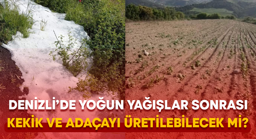 Denizli’de yoğun yağışlar sonrası kekik ve adaçayı üretilebilecek mi?