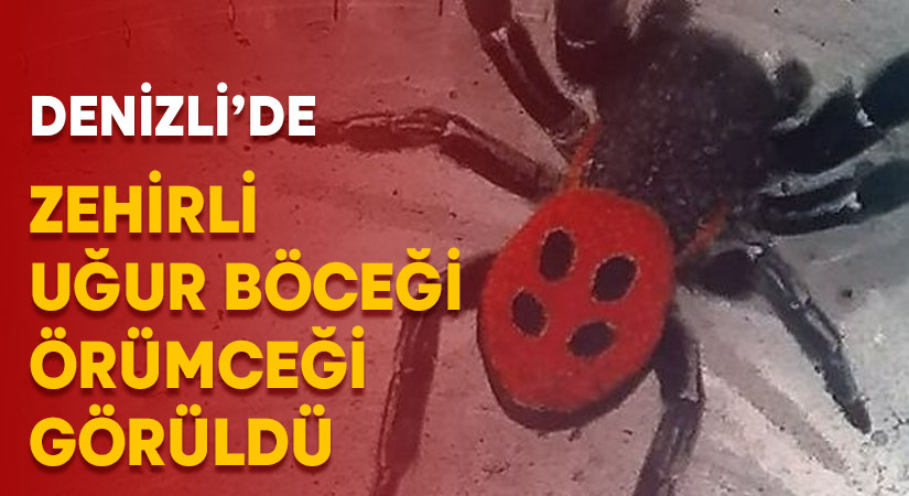 Denizli’de zehirli uğur böceği örümceği görüldü