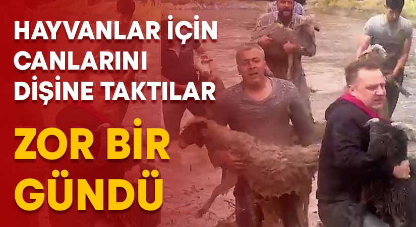 Hayvanlarını kurtarmak için zamanla yarıştılar