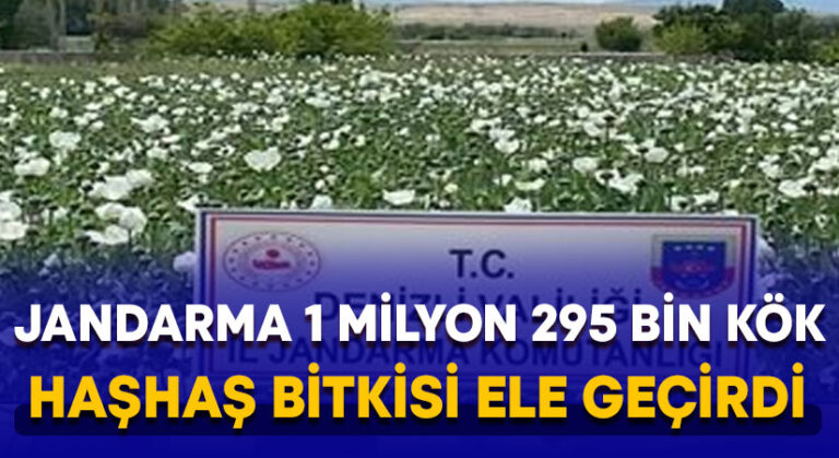 Jandarma 1 milyon 295 bin kök haşhaş bitkisi ele geçirdi