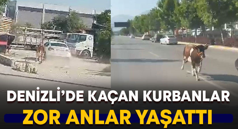 Kaçan kurbanlıklar zor anlar yaşattı