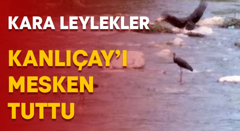 Karaleylekler Kanlıçay’ı mesken tuttu