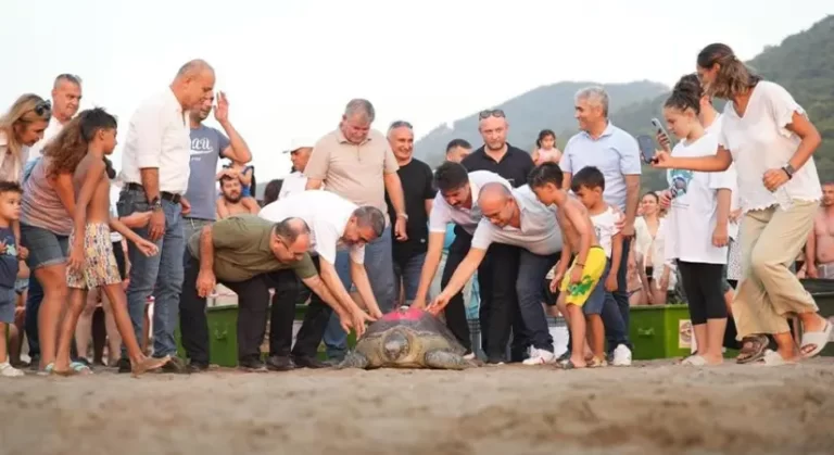 Tedavi edilen 8 kaplumbağa, Cumhuriyetin 100. yıllında denize bırakıldı